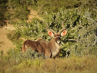 South Africa Hunting Safari29