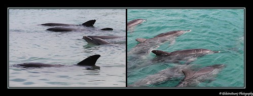 Dauphins "bottlenose"- Monkey Mia- Shark Bay- Western Australia- Australie