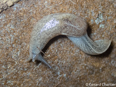 Semi-slug (Parmarion sp.)