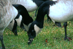 Canada geese feeding