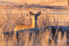 January 5, 2020 - Little white-tailed deer buck. (Tony's Takes)
