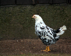 Lanthöna, Gallus gallus domesticus, Chicken