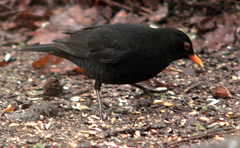 Eurasian blackbird, Turdus merula, Koltrast