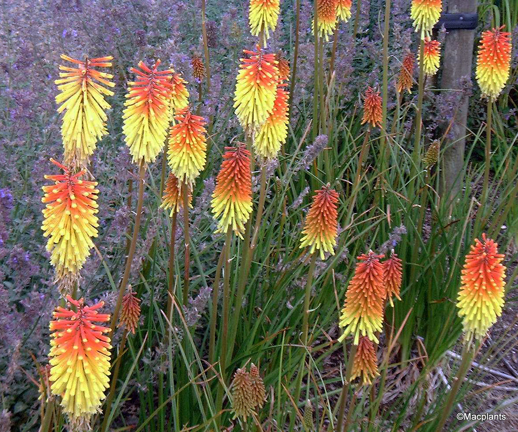 Kniphofia 'Royal Standard'