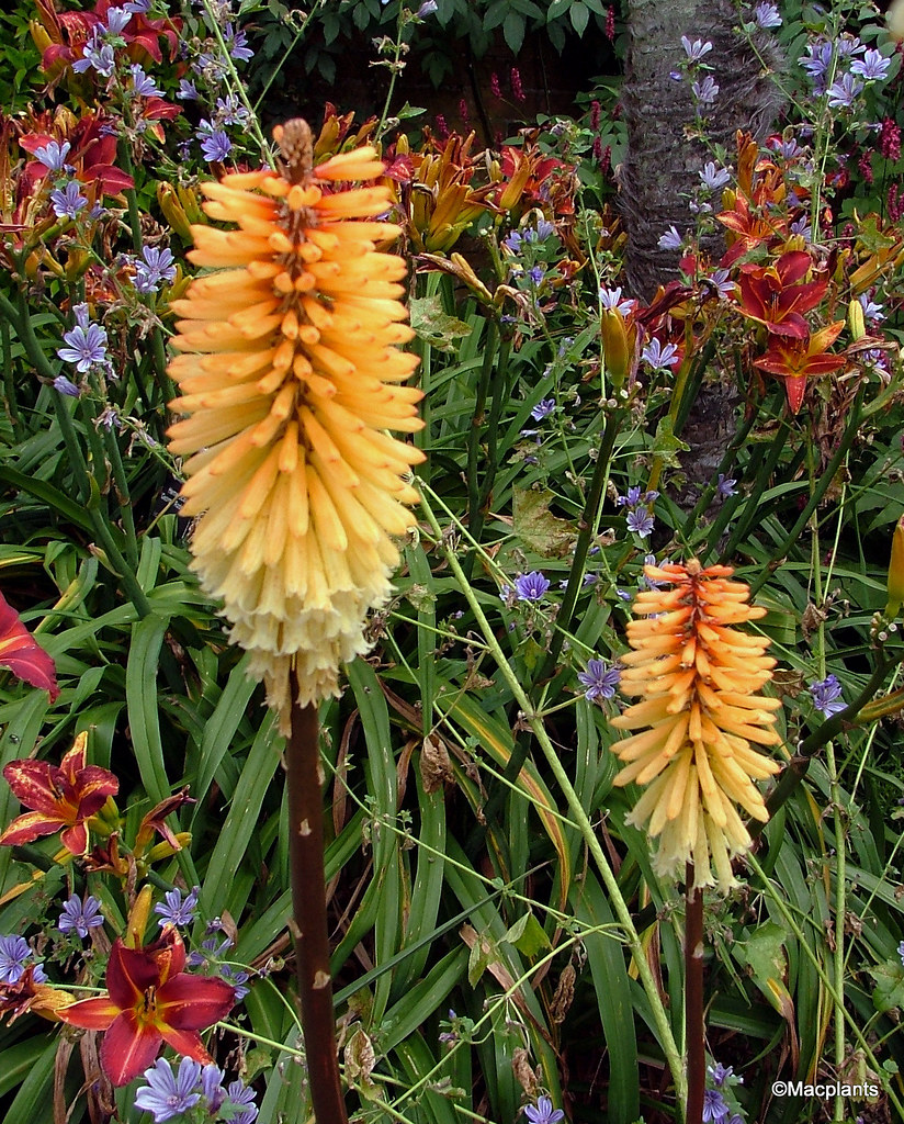 Kniphofia 'Tawny King'