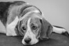 Sad beagle by frank.shepherd, on Flickr