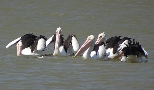 Milang. Pack of five Pelicans on Lake Alexandrina.