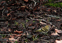 Eurasian siskin, Spinus spinus, Grönsiska