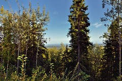 A View Through Some Nearby Trees to Fairbanks and Beyond