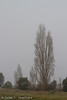Nieblas en la Ribera del Duero