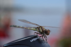 Friendly Dragonfly