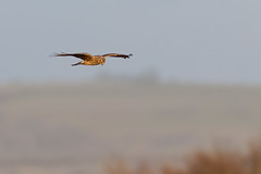 Ring-tail harrier