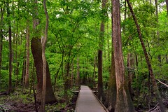 Something Great Awaits With a Step Forward Taken... (Congaree National Park)