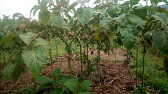Tree tomatoes growing on a farm in Rwanda