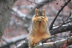 Fox Squirrels on a Winter
