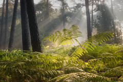 Fotoreis-Noord-Brabant-Beterelandschapsfoto-Boxtel-Bos