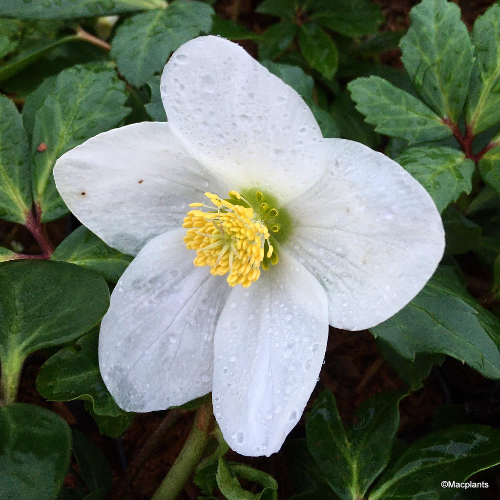 Helleborus niger 'Praecox'