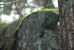Eurasian treecreeper, Certhia familiaris, trädkrypare