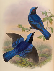 Anglų lietuvių žodynas. Žodis fairy bluebird reiškia pasakų bluebird lietuviškai.