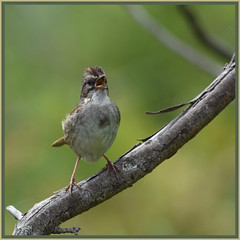 Swamp sparrow (♂)