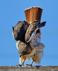 January 17, 2020 - Red tailed hawk doing yogo. (Bill Hutchinson)