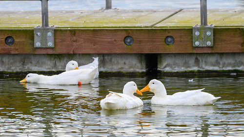 White Ducks at Lake Cunningham