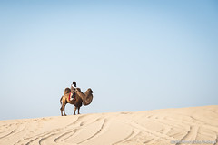 Gazelles Morocco China 2019