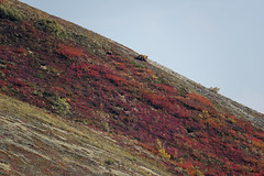 A Mother Bear and Cub Wandering the Mountainsides of Denali National Park & Preserve