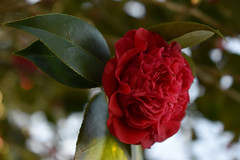 Camellia Blossom.