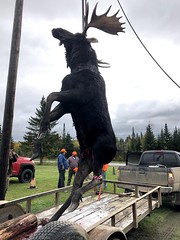 Our moose hanging • <a style="font-size:0.8em;" href="https://www.flickr.com/photos/91237929@N03/49424066741/" target="_blank">View on Flickr</a>