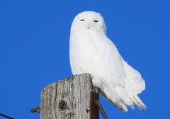 Anglų lietuvių žodynas. Žodis snowy-owl reiškia Baltoji pelėda lietuviškai.