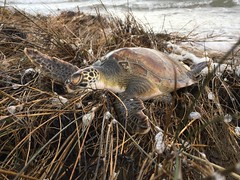 Cold-stunned sea turtle near Ramp 55