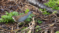 Water rail by the canal