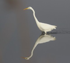 Great Whte Egret