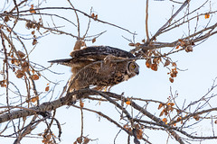 Great horned owl takes flight - 1 of 5