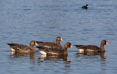 White-fronted Goose and Coot