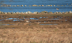 Greylag goose, canada geese