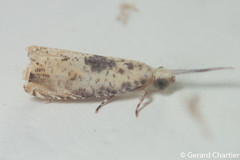 Leafroller Moth (Olethreutinae)