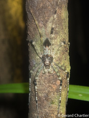 Huntsman Spider (Pandercetes sp.)