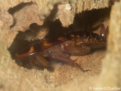 Cockroach (Periplaneta sp.) nymph in a rotting tree.