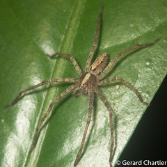Nursery Web Spider (Pisauridae)