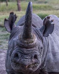 Barako, The Blind Black Rhino, Ol Pejeta Conservancy, Kenya