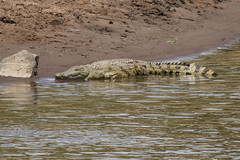Anglų lietuvių žodynas. Žodis crocodylus niloticus reiškia <li>crocodylus niloticus</li> lietuviškai.