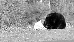 Black (and white) Bear (043/366)