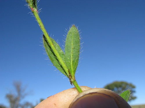 Pimelea curviflora var divergens leaf NT3