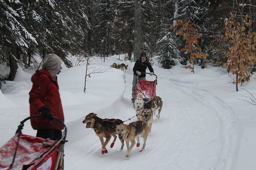 Dog Sledding and Ice Caves of Northern Michigan, January 2020
