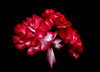 Red Rose ❤️❤️❤️