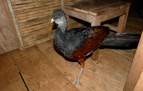 Great Curassow (Crax rubra) female, visiting our cabin ...