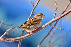 Anglų lietuvių žodynas. Žodis house sparrow reiškia namas žvirblis lietuviškai.