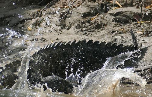 Last sight of the tail of a Morelet's Crocodile (Crocodylus moreletii) big male going to the water ...